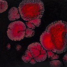 Load image into Gallery viewer, Black Opal CG-779 Jungle Gems Mayco