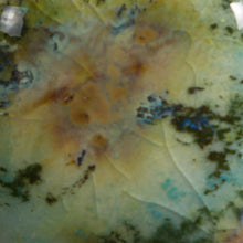 Load image into Gallery viewer, Mountain Moss CG-991 Jungle Gems Mayco