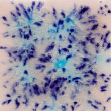 Load image into Gallery viewer, Northern Lights S-2702 Jungle Gems Mayco